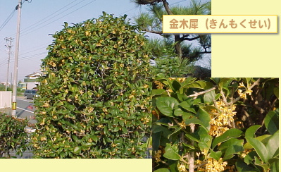 ウエストンに咲いた金木犀の花