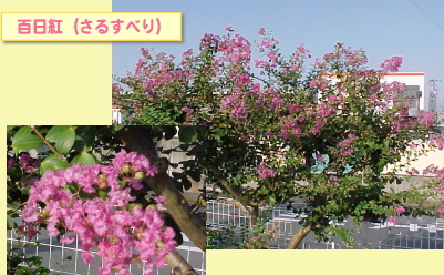 ウエストンに咲いた百日紅の花