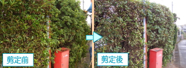 剪定前後の様子