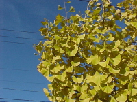 黄色になったイチョウの木と青い空の写真