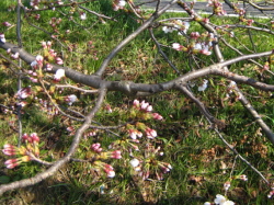 まだまだつぼみが多い桜の写真