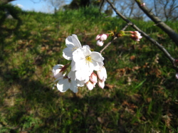 白く清楚な感じの桜の花の写真