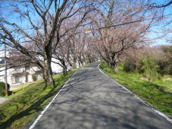 満開時は桜通りになる堤防の写真