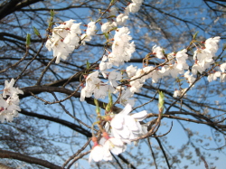 咲いた白っぽい桜の花の写真