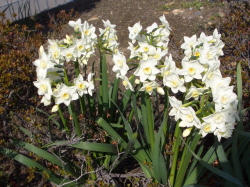 白くきれいに咲いた水仙の花の写真