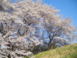 青い空に映える桜の写真