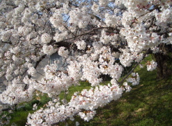 咲いた桜のアップ写真