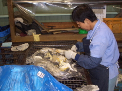 洗う前の選別をしている写真