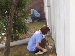 草むしりをしている写真
