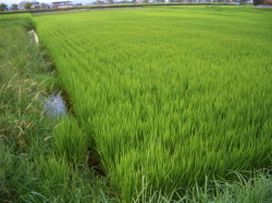 青々とした稲たちの写真