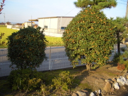 キンモクセイの木の写真
