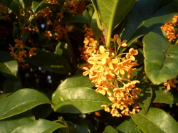 キンモクセイの花の接近写真