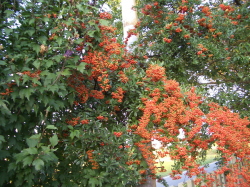 紅色の実をつけた植物の写真