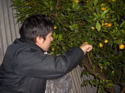 暗闇の中、ゆずの実を採っている写真