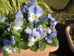 キレイに咲いているプランターの花の写真