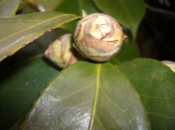 膨らんだ植物のつぼみの写真