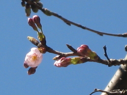 咲いた桜の写真
