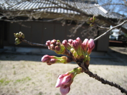 咲く前の桜の写真