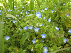 オオイヌフグリの花の写真