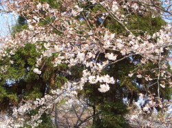 7分咲きの桜の花の写真