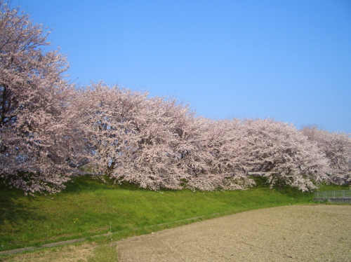 青空の下、堤防に並んだ桜たちの写真