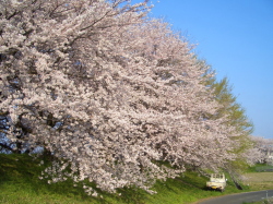 堤防を覆うように枝を垂れた桜の写真