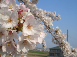 桜の花びらの接写