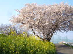 桜と菜の花の写真