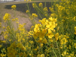 あでやかな黄色の菜の花の写真