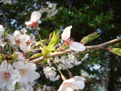 桜の若葉が伸びてきている桜の写真
