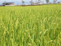 すくすくと成長している稲の写真