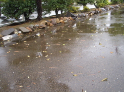 地面に広がる落ち葉の写真