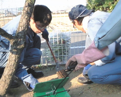 落ちた葉を集めている写真